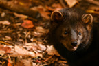 A portrait of a fisher in fall.