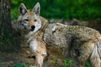 A coyote standing in a lush woodland.