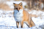 A red fox standing out against the white snow.