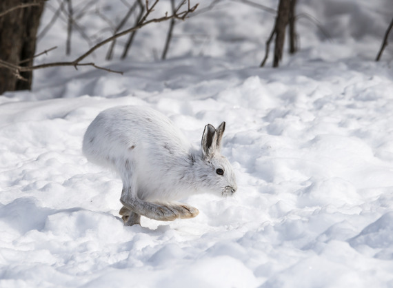 A white snowshoe hare in mid-hop on top of snow.