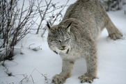 A Canada lynx spreading out their toes to stand on the surface of deep snow.