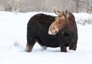 A moose with snow on its nose standing in deep snow almost up to her belly.