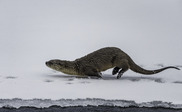 A river otter running at the water's edge in winter about to slide on the snow.