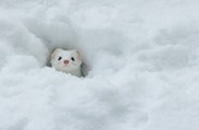 The face of a white weasel poking out from a small hole in the snow.