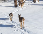 A line of deer following each other's steps through the snow.