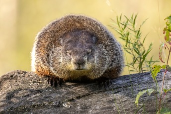 A woodchuck on a log in spring