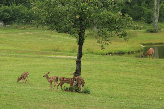 Four spotted deer fawns in a grassy area by a pond with a doe nearby.