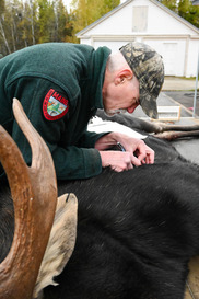 moose biologist counting winter tick on a moose at a game registration station