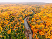 aerial view of fall foliage