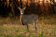 white-tailed deer doe standing in field with golden lighting