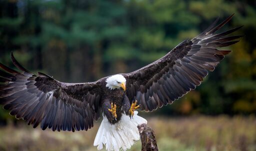 bald eagle with wings spread open and conifers in background