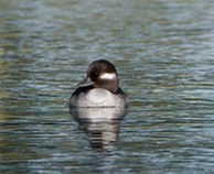 bufflehead duck