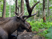 A bull moose with huge antlers laying in the forest.