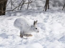 snowshoe hare