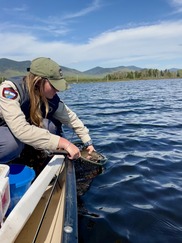 fisheries biologist releasing a fish 