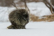 porcupine in winter