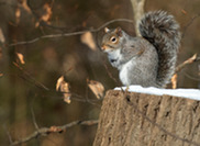 gray squirrel perched on stump with snow on ground and brown leaves