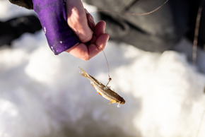 ice angler with bait fish on hook