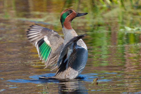 Green-winged teal