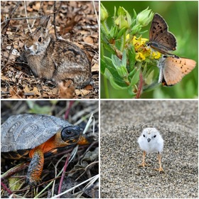 A collage of 4 photos of a brown rabbit, orange butterflies, a turtle, and a baby shorebird.