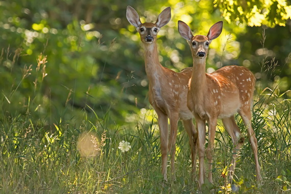 Twin white-tailed deer fawns in tall grass at the edge of a forest.