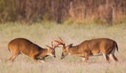 Two white-tailed deer bucks with large antlers engaged in a sparring competition in fall.