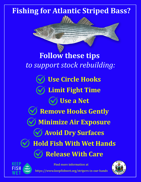 Striped Bass Graphic