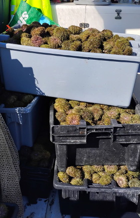 tote of green sea urchin on boat