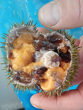 green sea urchin with roe exposed
