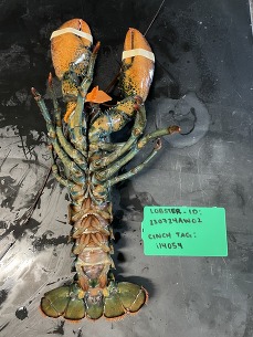 tagged lobster