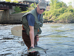 American Shad Fishing