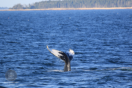 Humpback whale photo