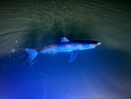 White Shark