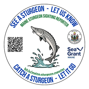 Sturgeon sticker