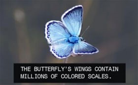 This is a graphic showing a butterfly