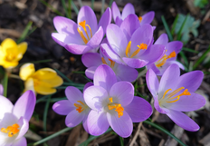 crocuses