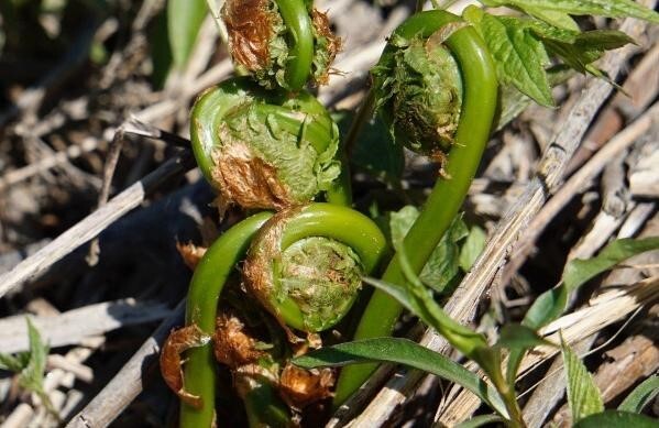 Fiddlehead
