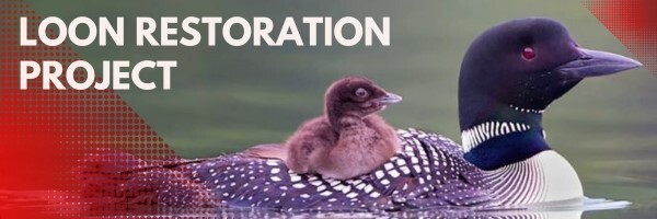 Loon Project