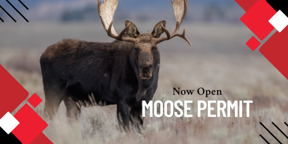 Moose Permit