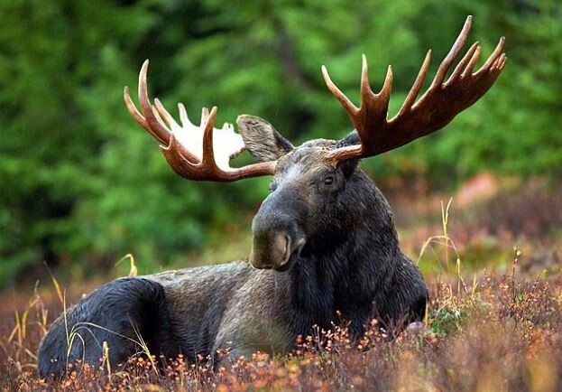 Welcome Moose Permit Lottery