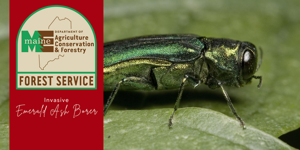 Emerald Ash Borer