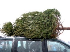 Christmas tree en route to drop-off site