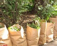 Yard waste bags