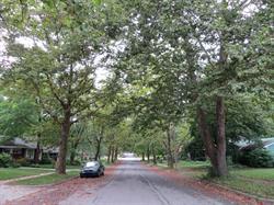 Street Trees in Ann Arbor
