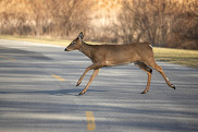 Deer crossing road