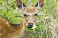 Deer eating