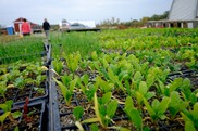 Greenbelt plants