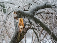 Ice on Tree Branches