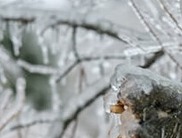 Ice on Tree Branches