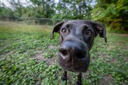 Dog Nose - Broadway Dog Park